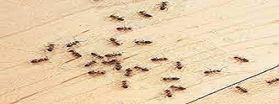 Ants Control Rye