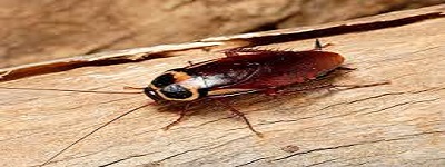Cockroach Control Rye